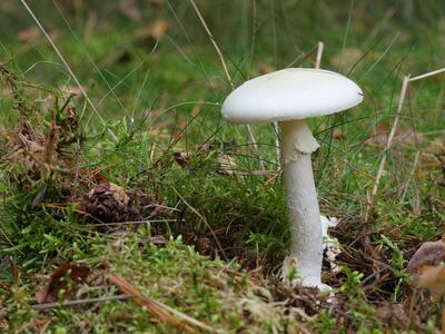 amanita phalloides var alba