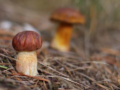 boletus edulis