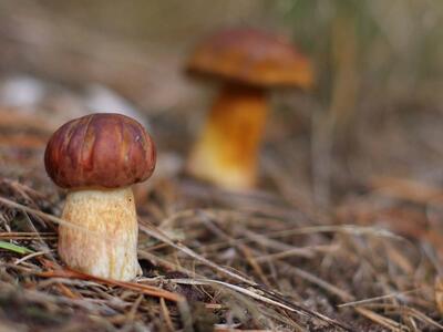 boletus edulis