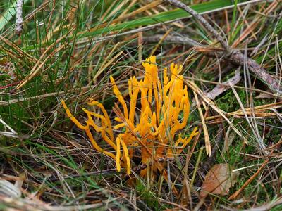 calocera viscosa