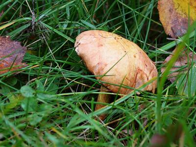 chalciporus piperatus