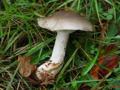 clitocybe nebularis