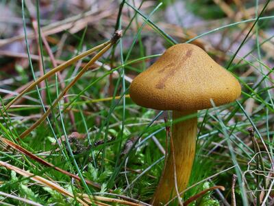 cortinarius croceus