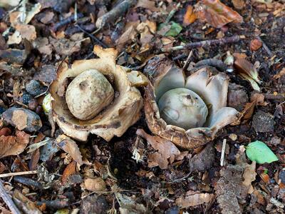 geastrum fimbriatum