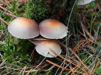 hypholoma fasciculare