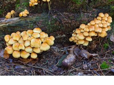 hypholoma fasciculare habitus