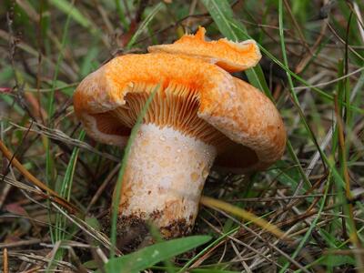 lactarius deliciosus