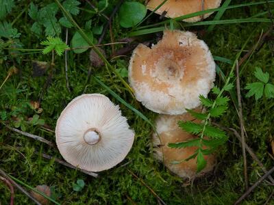 lactarius uvidus