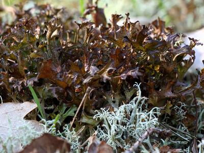 cetraria islandica