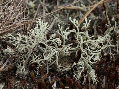 cladonia arbusculum