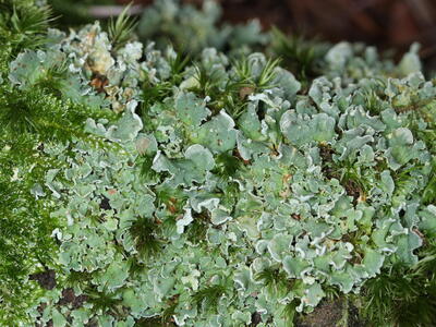 cladonia coniocraea