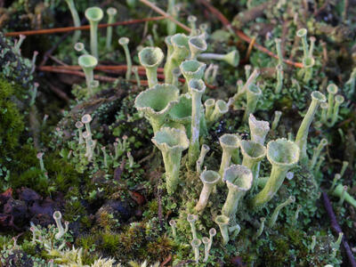 cladonia fimbriata