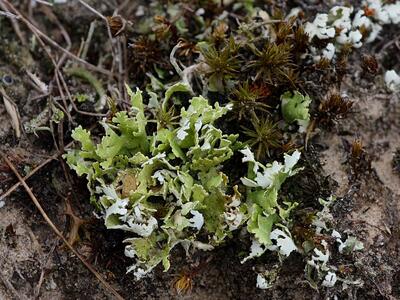 cladonia foliacea