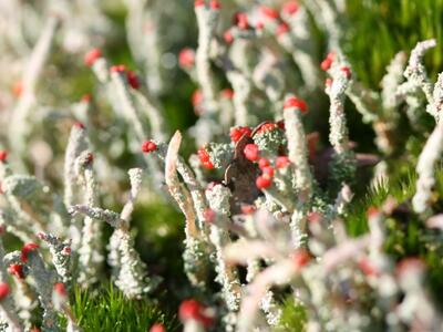 cladonia macilenta