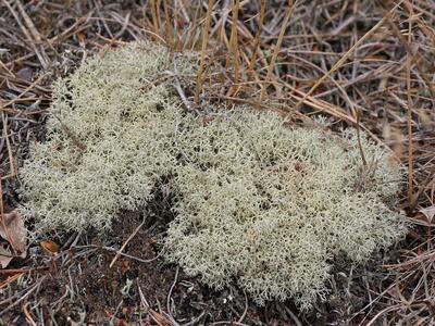 cladonia portentosa