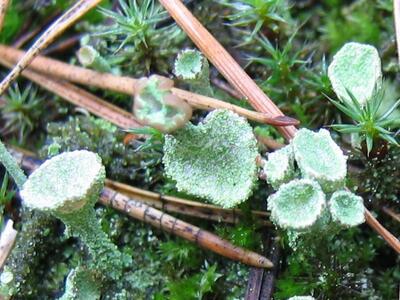 cladonia pyxidata