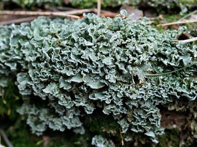 cladonia pyxidata grund