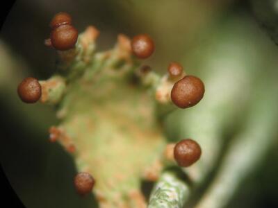 cladonia pyxidata pyknidien