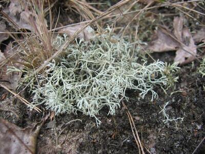 cladonia rangiferina