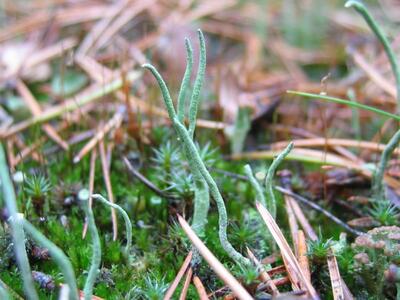 cladonia subulata