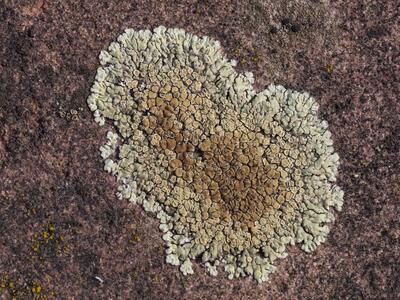 lecanora muralis