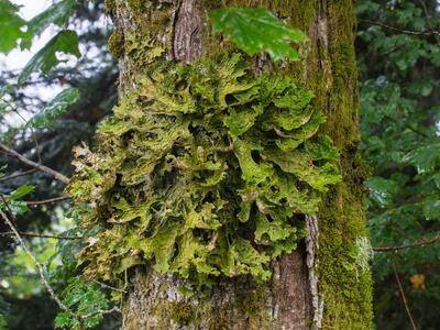 lobaria pulmonaria