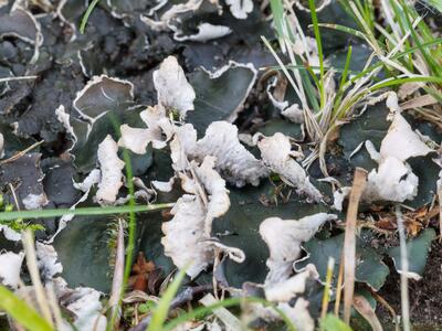 peltigera neckeri