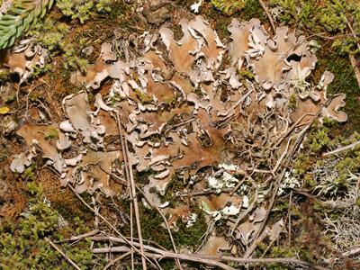 peltigera rufescens