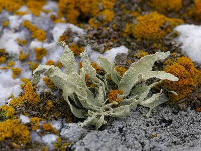 ramalina capitata