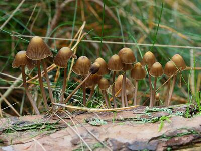 mycena alcalina