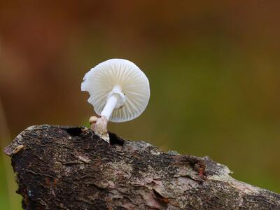 oudemansiella mucida