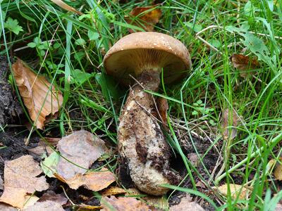 paxillus atrotomentosus