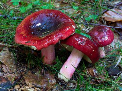 russula xerampelina