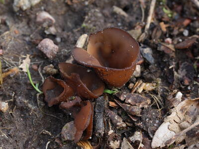 sclerotinia tuberosa