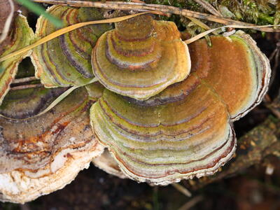 stereum hirsutum