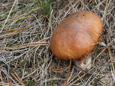 suillus luteus