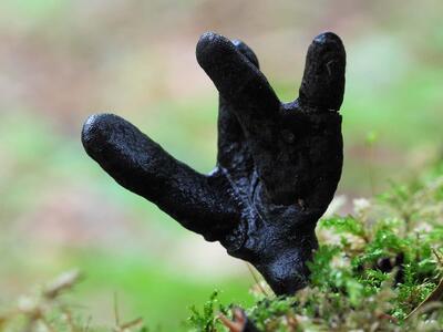 xylaria polymorpha